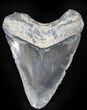 Bone Valley Megalodon Tooth #22910-1